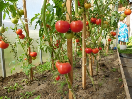 Районные смотры-конкурсы "Ветеранское подворье"